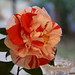 Camellia Livingston Photo 4