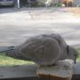 Debbie Standridge Photo 14