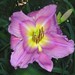 Priscilla Bloom Photo 23