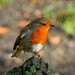 Robin Bird Photo 43