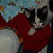 Sally Apple Photo 24