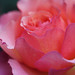 Joyce Rose Photo 41