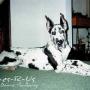 Laurie Curtin Photo 11