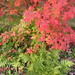 Diane Chestnut Photo 22
