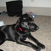 Jack Pointer Photo 20