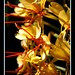 Ginger Bush Photo 23