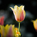 Craig Bloom Photo 41