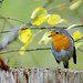 Robin Gabriel Photo 37