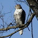 Austin Hawk Photo 37