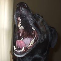 Chip Allen Photo 6