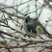 Cheryl Tufts Photo 17