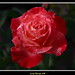 Ansell Rose Photo 15