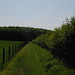 Ginger King Photo 45