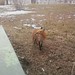 Sanford Fox Photo 22