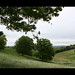 Virginia Fields Photo 33