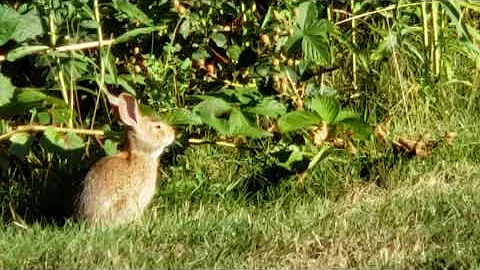 Shirley Corbit Photo 5