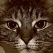 Kitty Fisher Photo 24