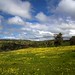 Victor Green Photo 38