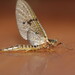 Drake Brown Photo 35