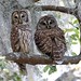 Beverly Hoots Photo 5