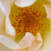 David Rozen Photo 35