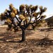 Joshua Burns Photo 49