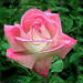Roger Rose Photo 40