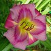 Priscilla Bloom Photo 22
