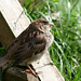 Joy Sparrow Photo 30