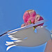 Joy Haney Photo 28