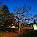 Sharon Green Photo 39
