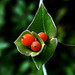 Donna Kowalski Photo 29