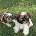 Frances Pastor Photo 14