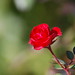 Rose Robles Photo 34
