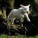 Don Lamb Photo 31