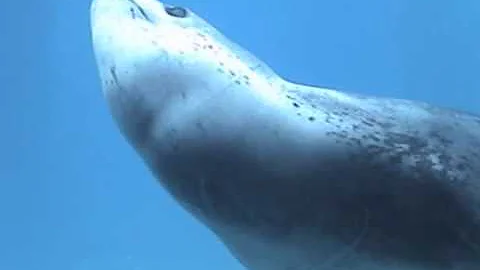 Tracey Seal Photo 21