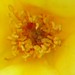 Lorie Rose Photo 30