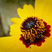 Susan Bloom Photo 36