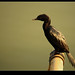 Manish Lal Photo 31