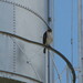 Dallas Mills Photo 34