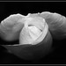 Ansell Rose Photo 9