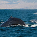 Mark Musculus Photo 11