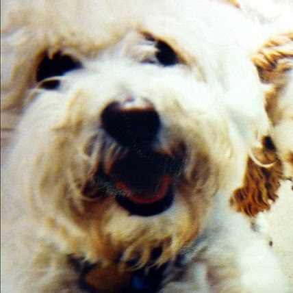 Cynthia Fugate Photo 6
