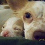 Sheila Mcatee Photo 2