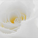 Rose White Photo 40