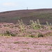 Heather Moor Photo 25