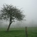 Misty Peace Photo 21