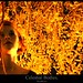Sara Davidson Photo 51