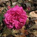 Jose Joubert Photo 21