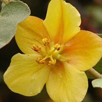 Margaret Thornberry Photo 2